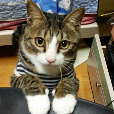 안물 프로필