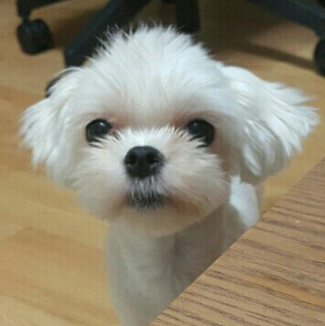 키믄지 프로필