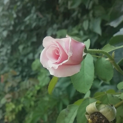 푸르른봄 프로필