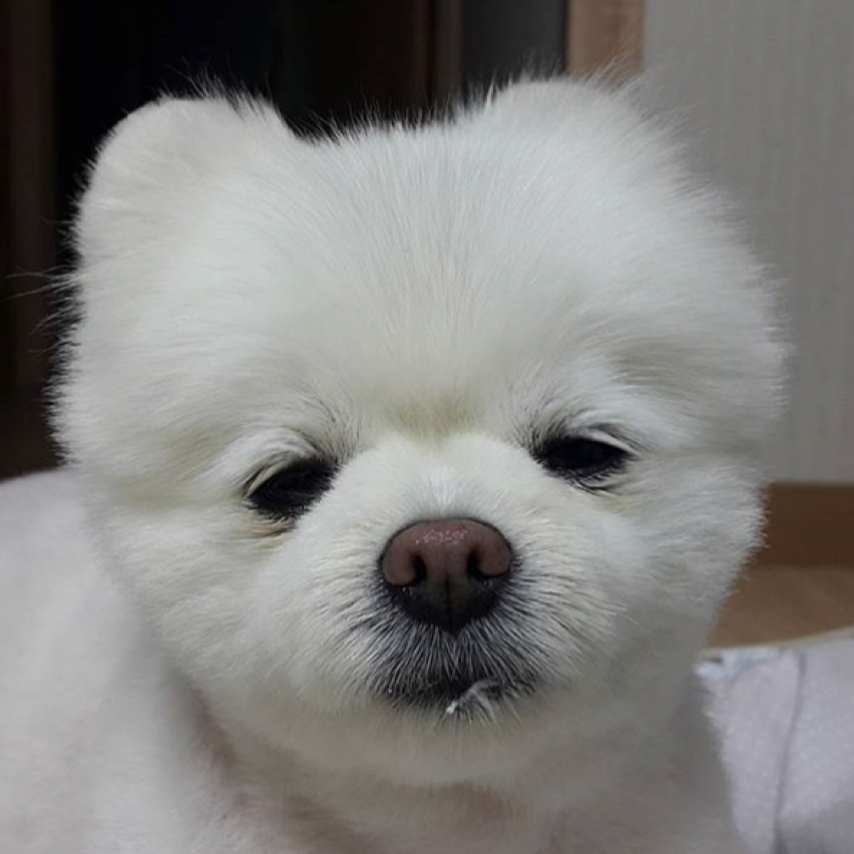 똥구구리 프로필