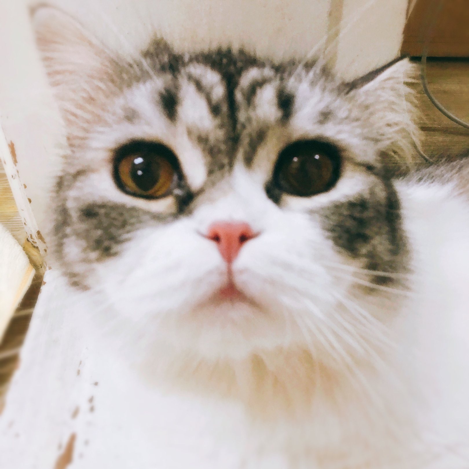 셀파크 프로필