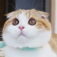 해피림