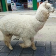 파파뉴으