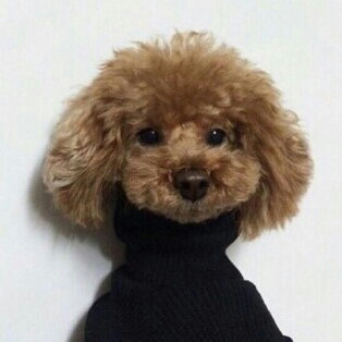 뀨루까뀽 프로필