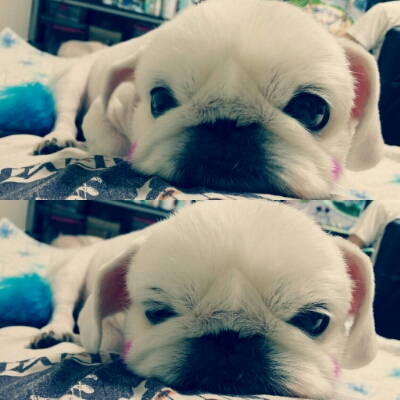 아요이잉 프로필