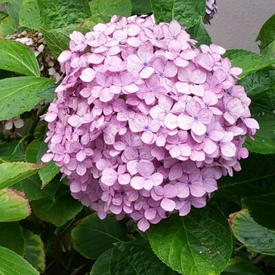 꿀향기 프로필
