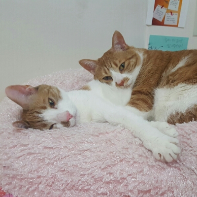 응실 프로필