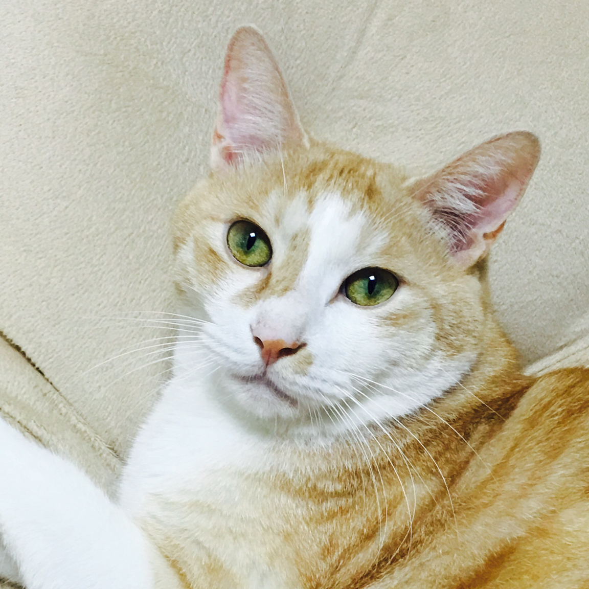 새부리 프로필