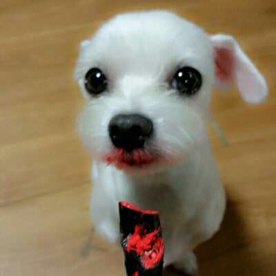 이화야 프로필