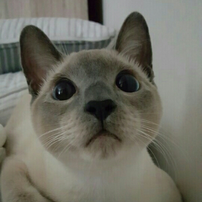글로트 프로필