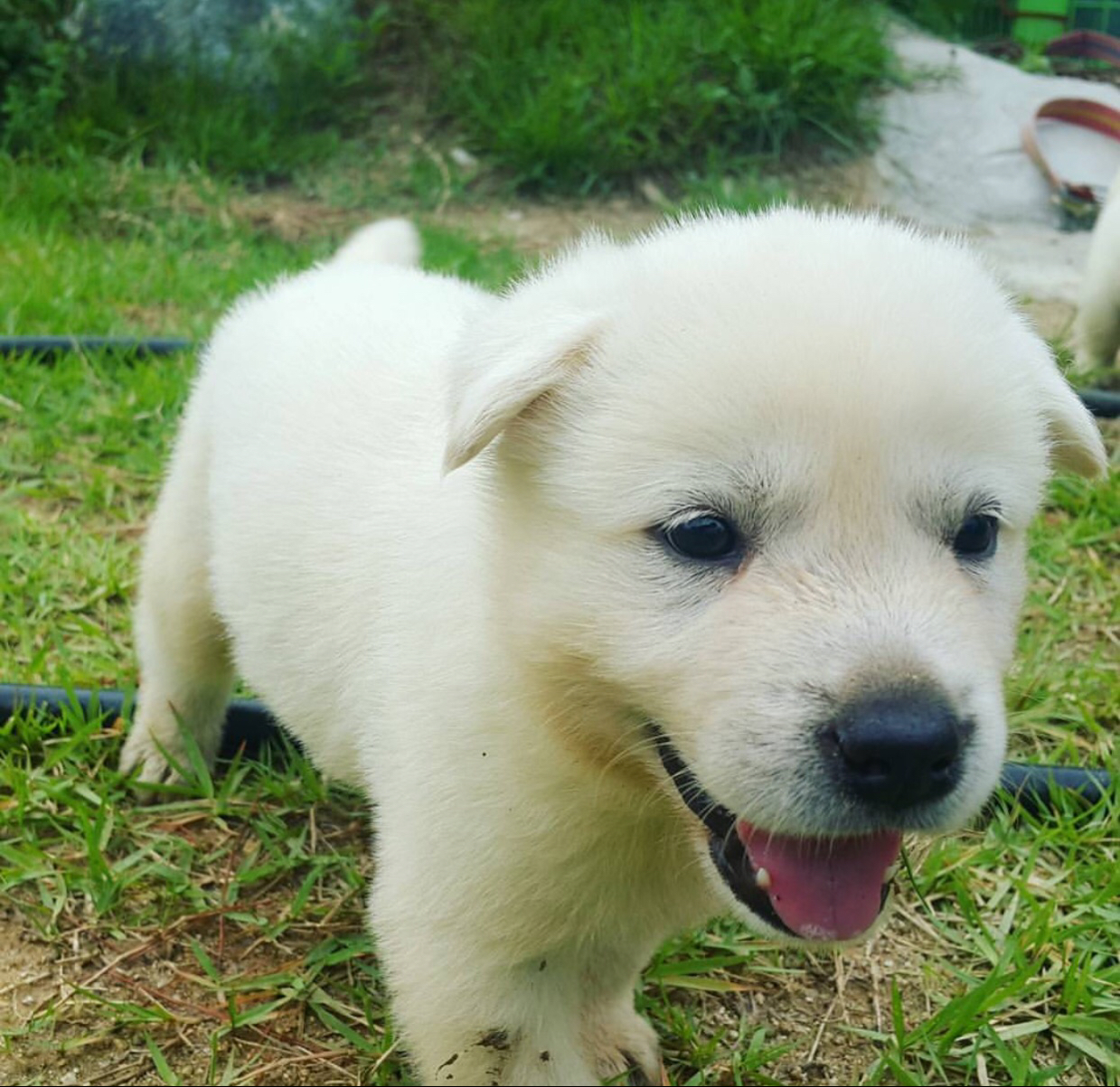 병아리이이 프로필