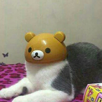 하듕 프로필