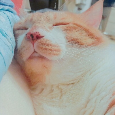 장장군이 프로필