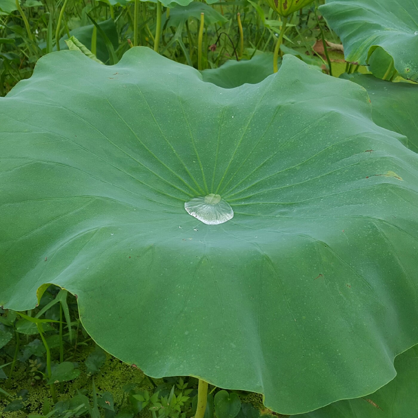 짜라짜라짜짜 프로필