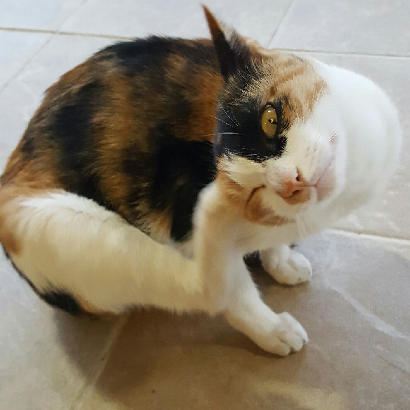mewmew 프로필