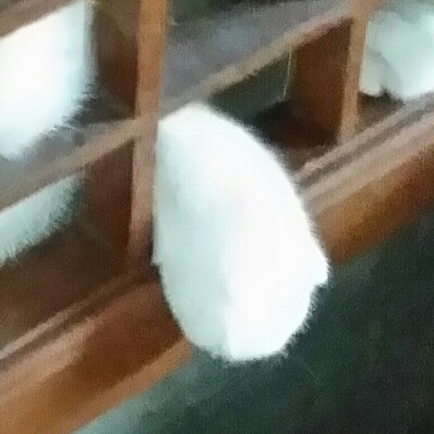 노니포니 프로필