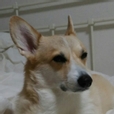 투닝