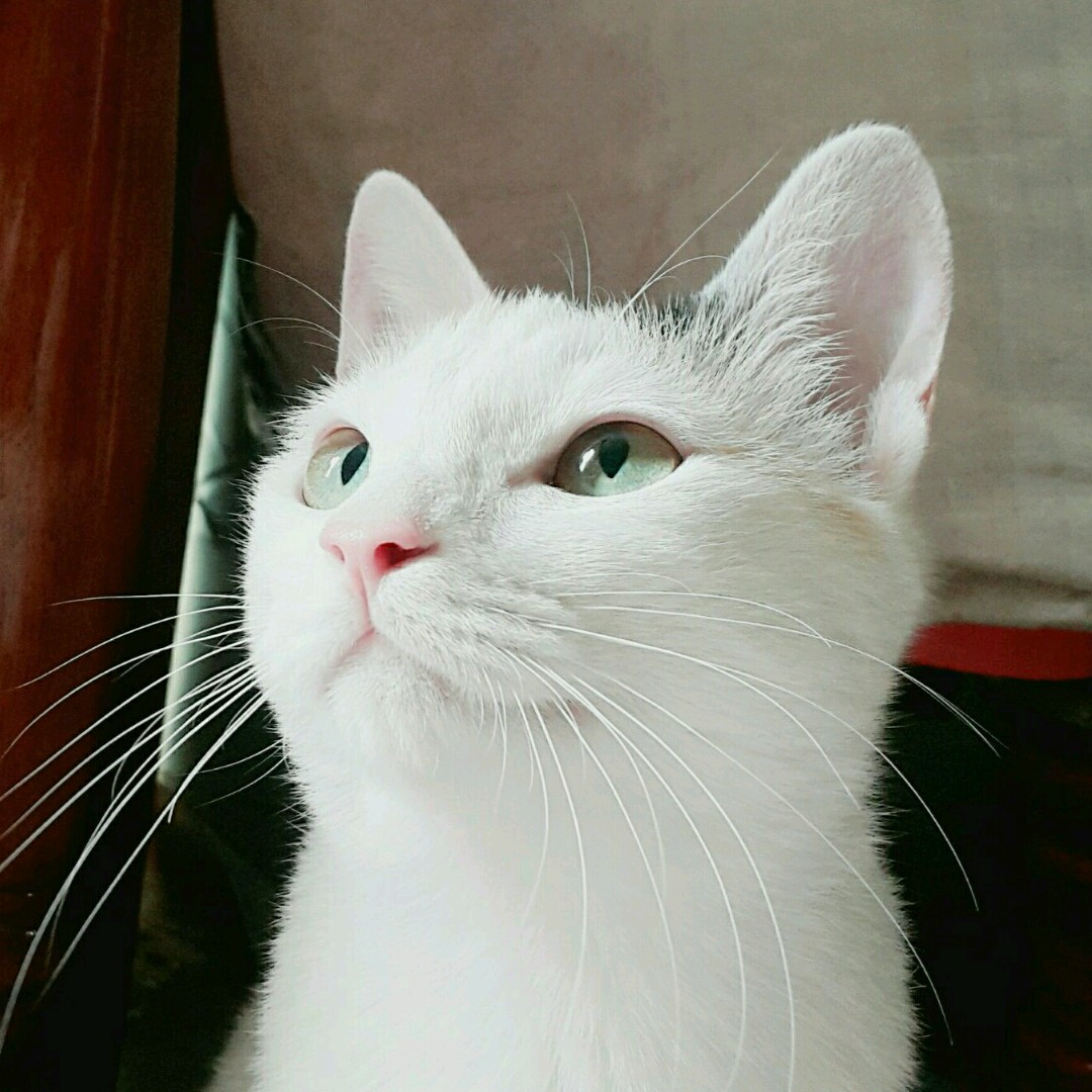 스치ㅇ 프로필