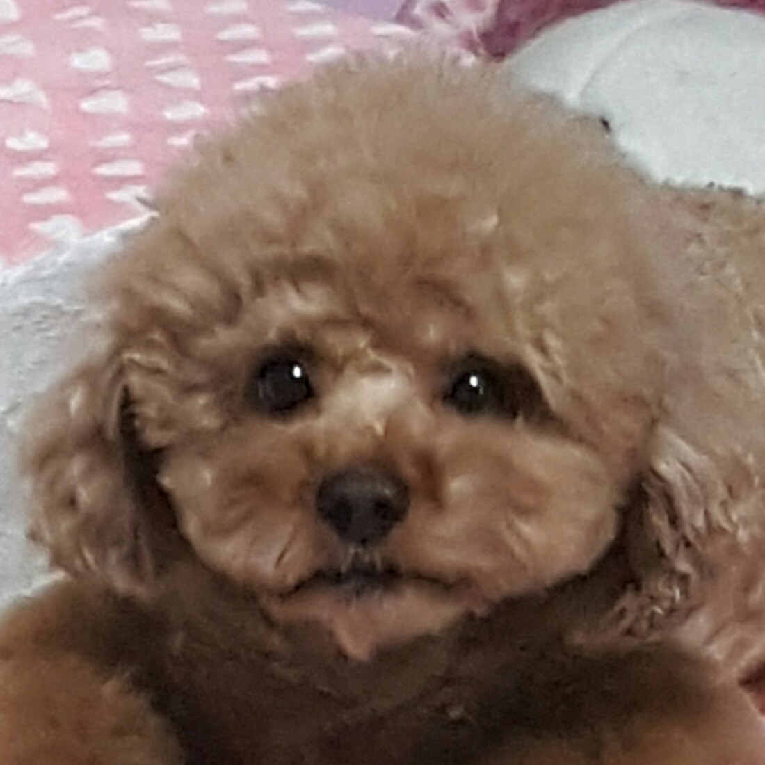 토장군 프로필