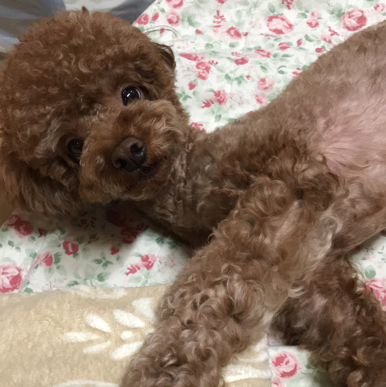 호두누나 프로필