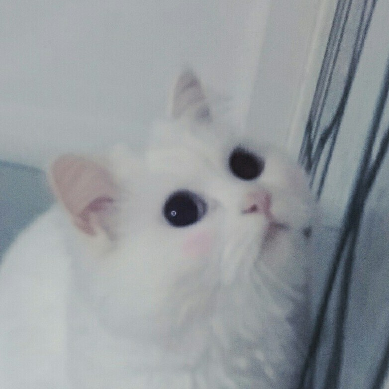 코르셋좍좍 프로필