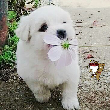 papop 프로필