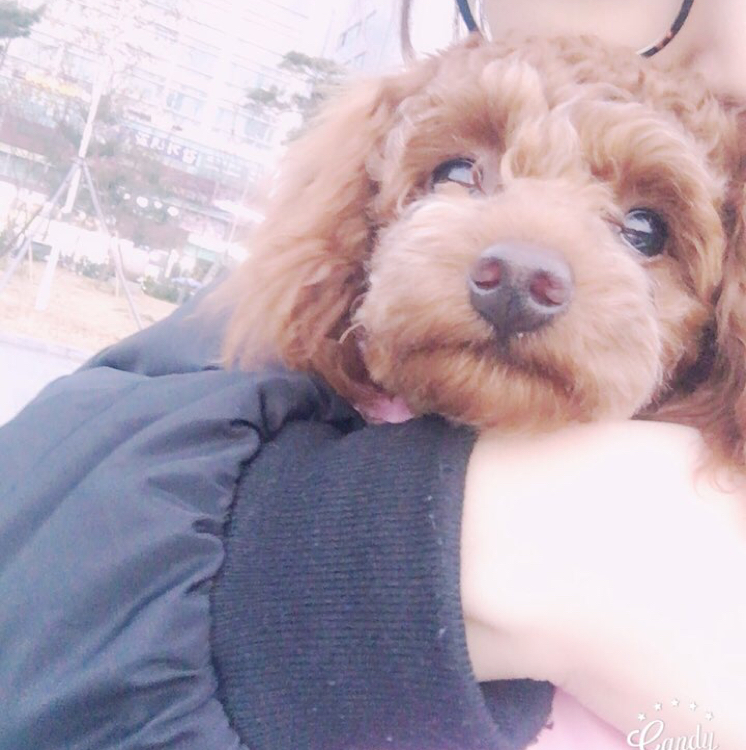 다애다애다 프로필
