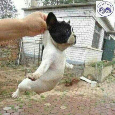섹시도발 프로필