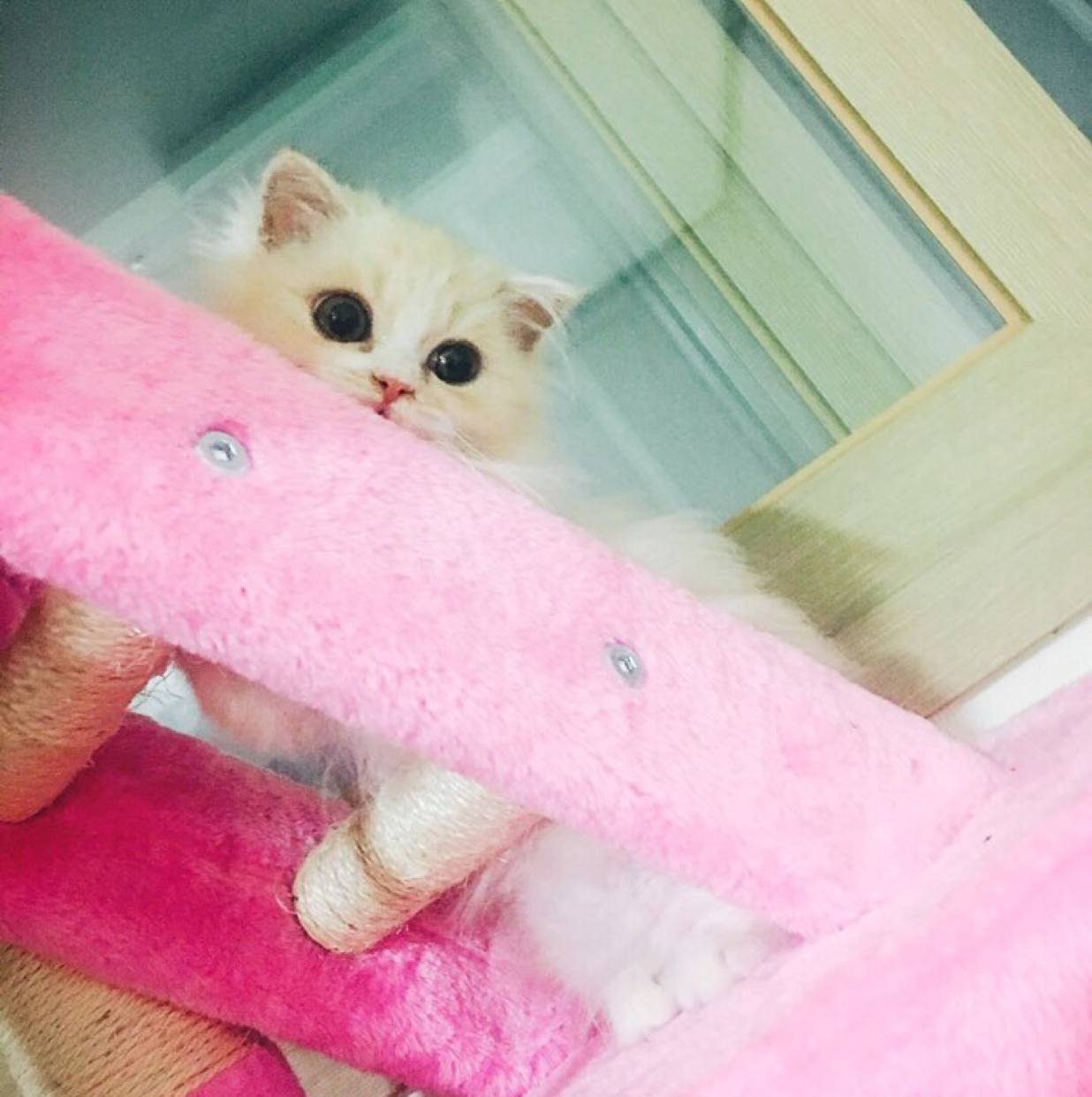 꽁이누나 프로필