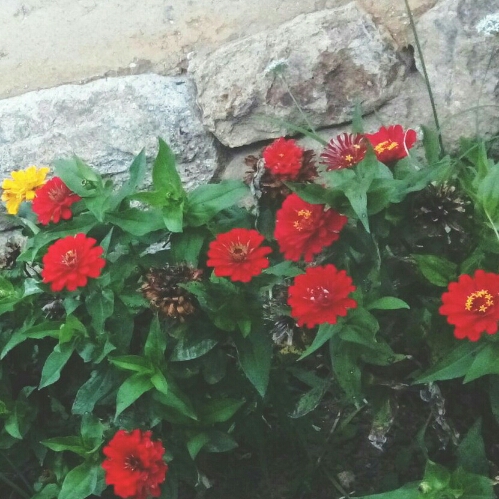 오층탑 프로필