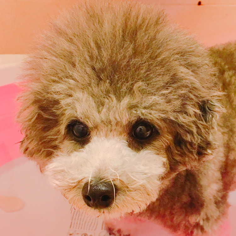 메건트레이너 프로필