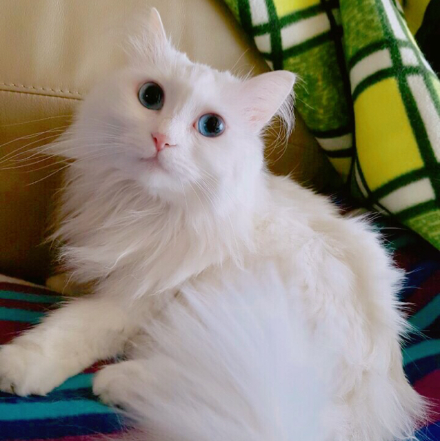 해부니 프로필