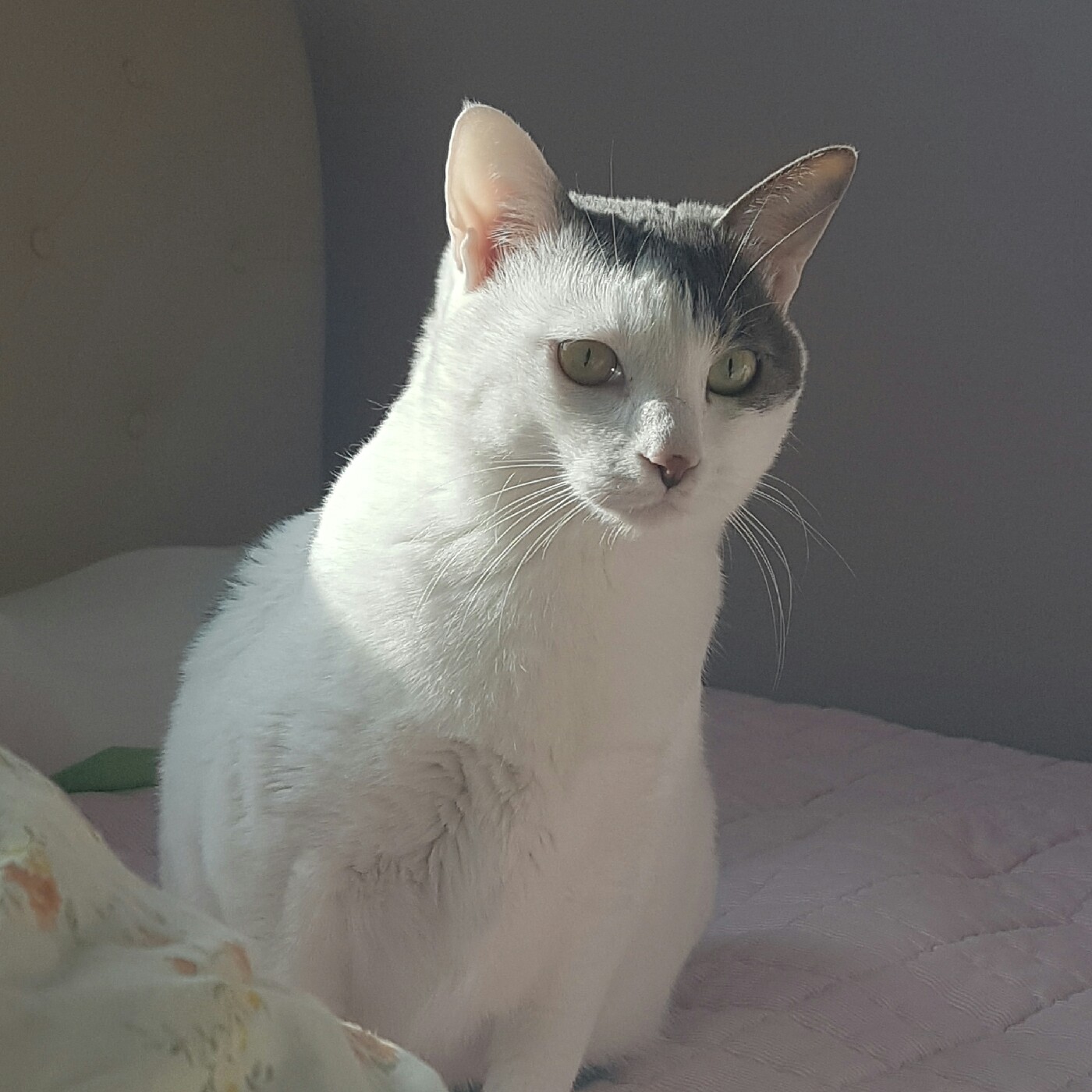 HJㅏ영 프로필