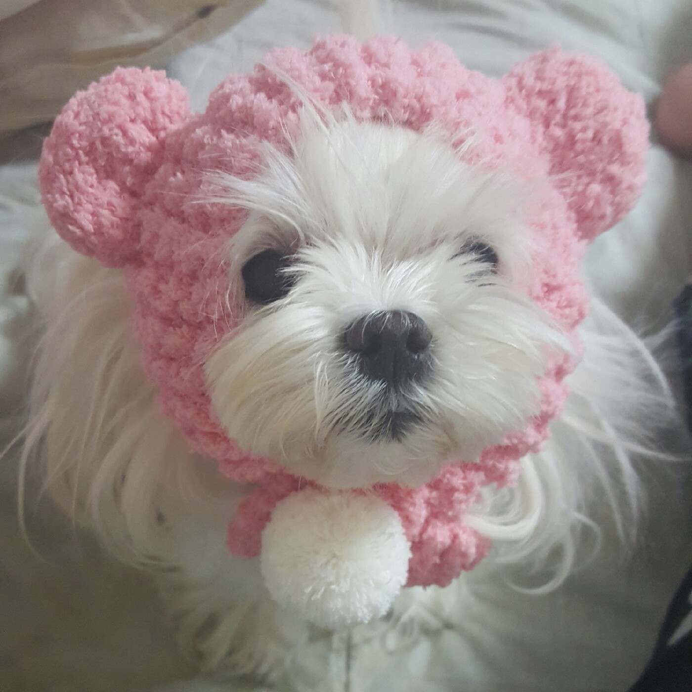 쇼미쮸 프로필