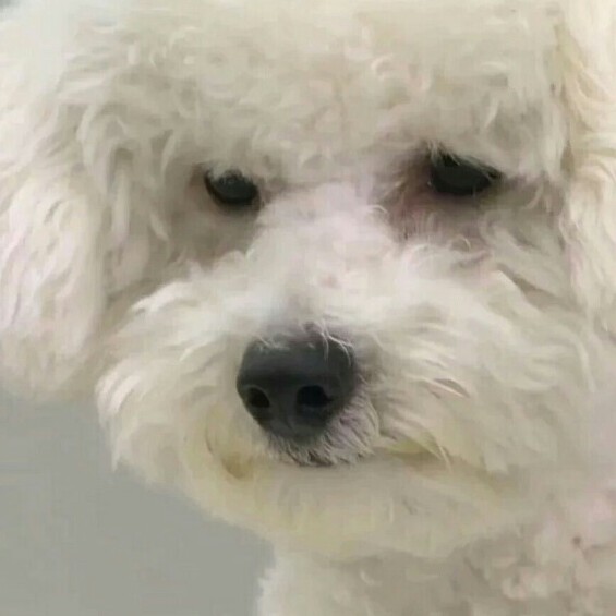짠짜라잔짠 프로필