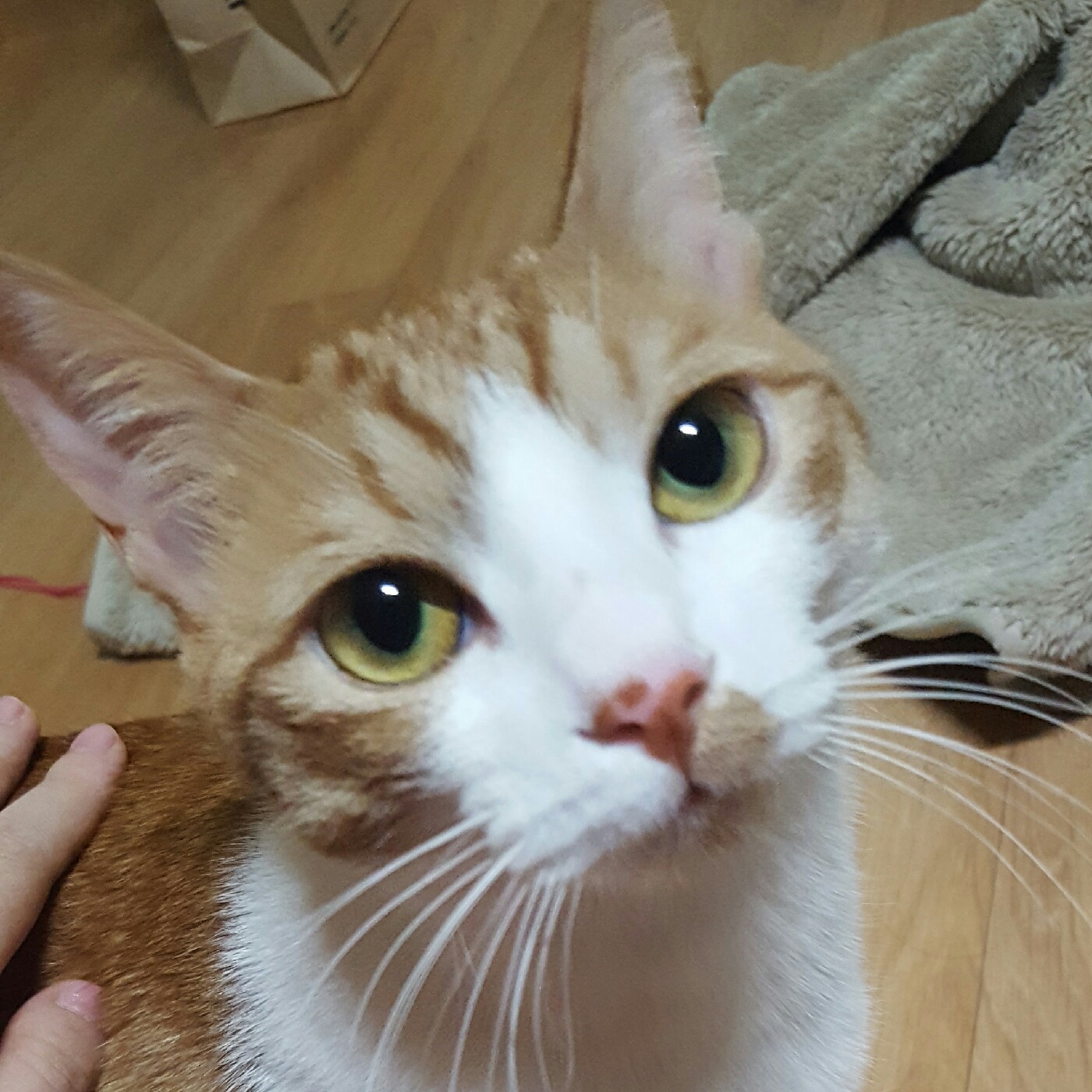 조도라 프로필