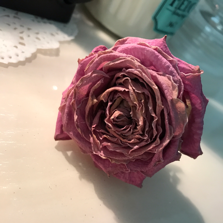 리애나 프로필