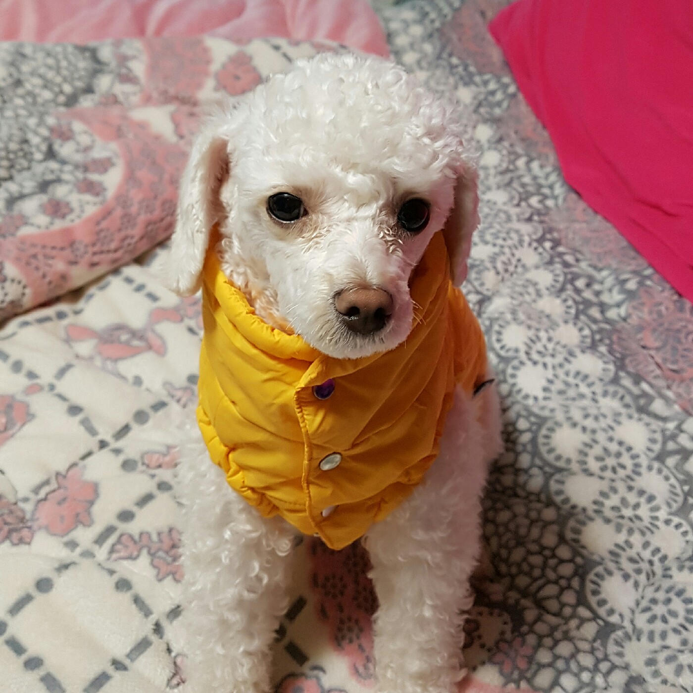유디미예뽕 프로필