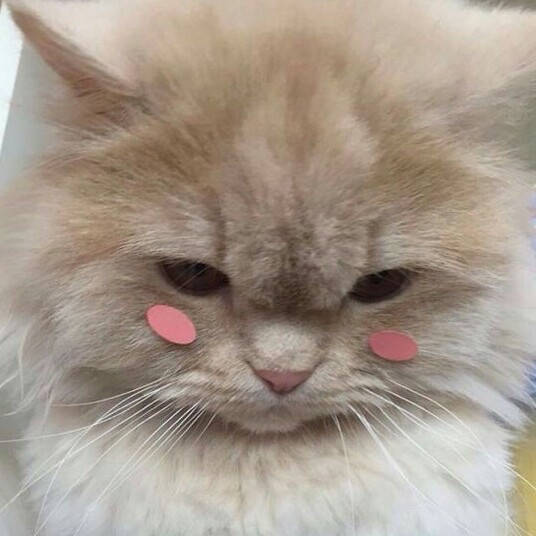 유디스 프로필