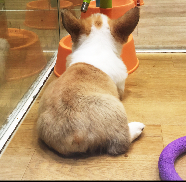 발에나발라 프로필