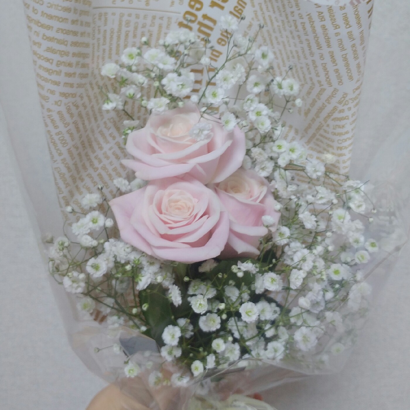 StellaSA 프로필