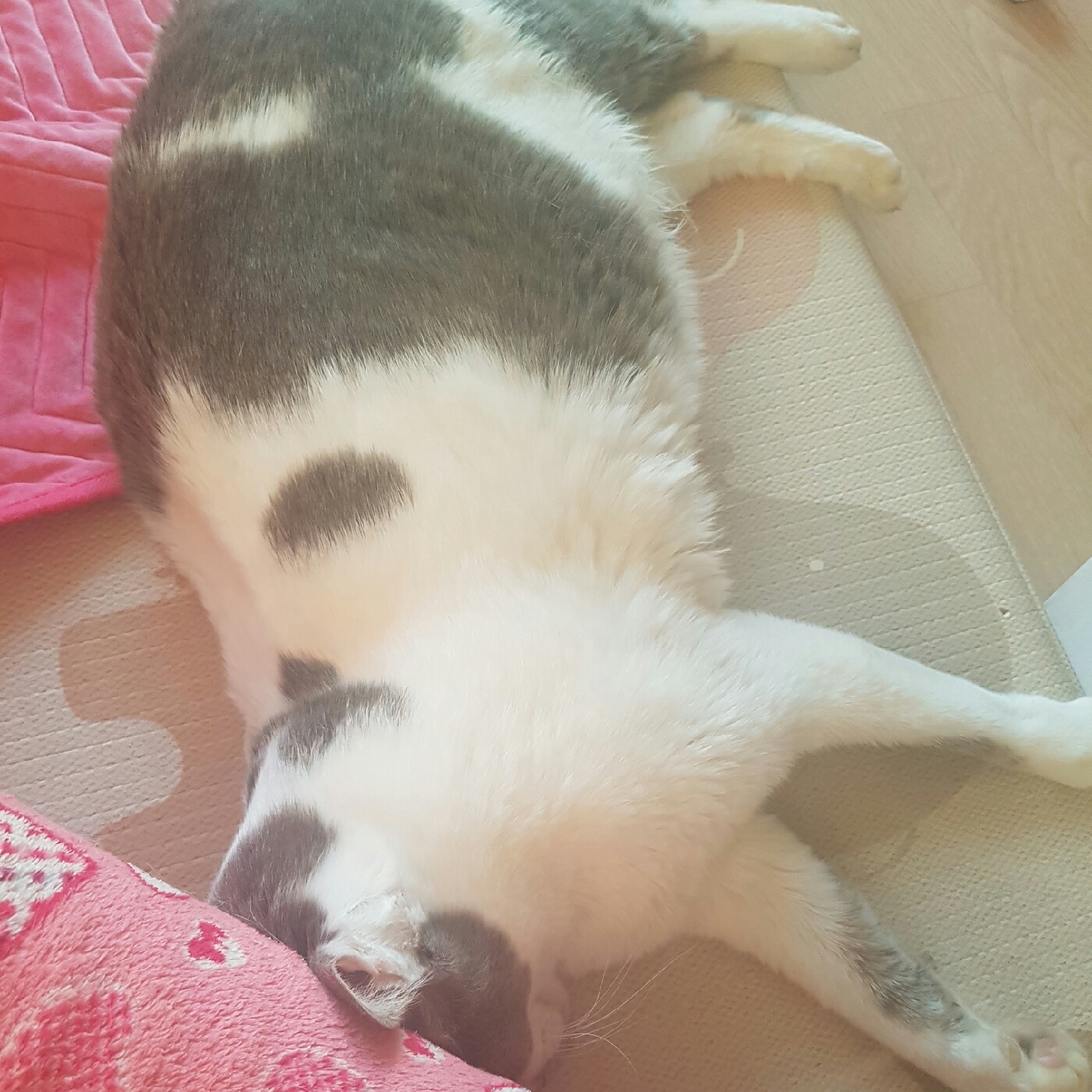 사랑기쁨 프로필