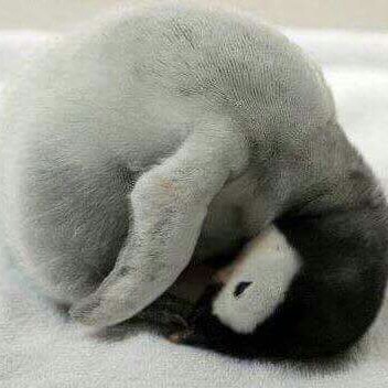 사이시옷 프로필