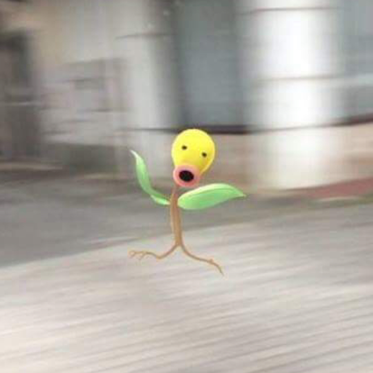 샌디애쉬 프로필