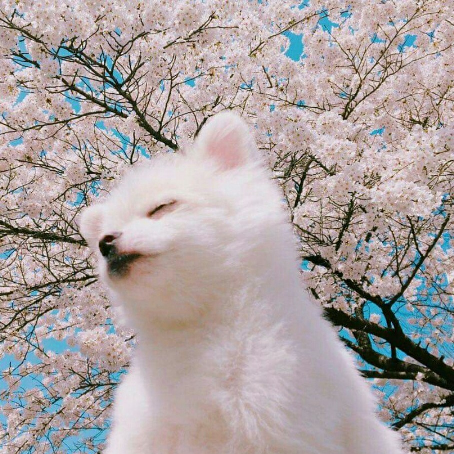 댓츠노노해 프로필
