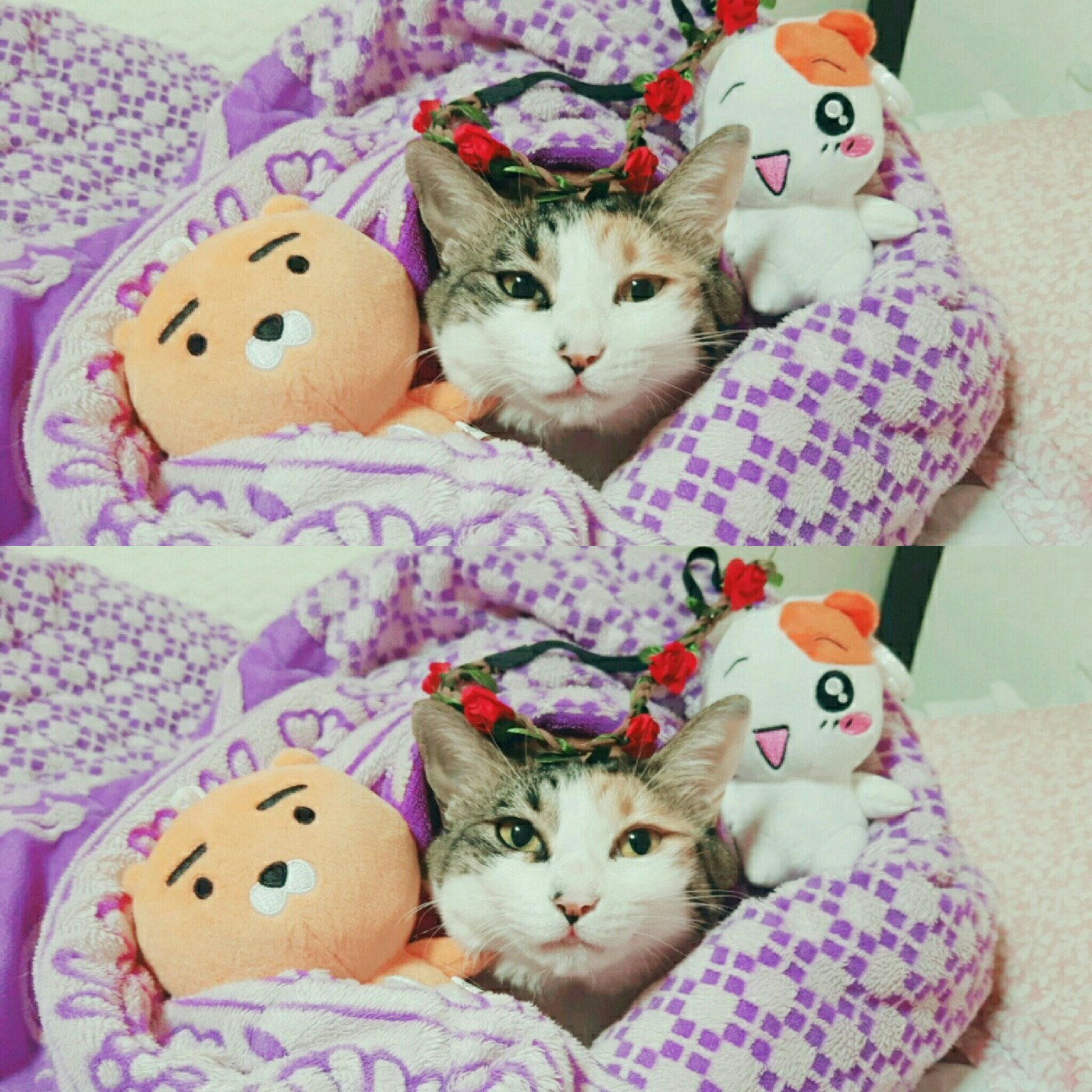 냥툰 프로필