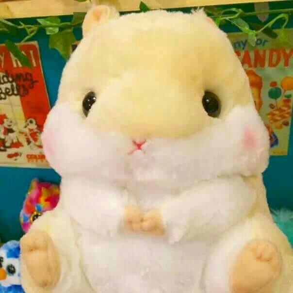앤셜리XD 프로필