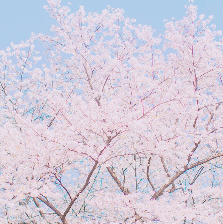 유키지유 프로필