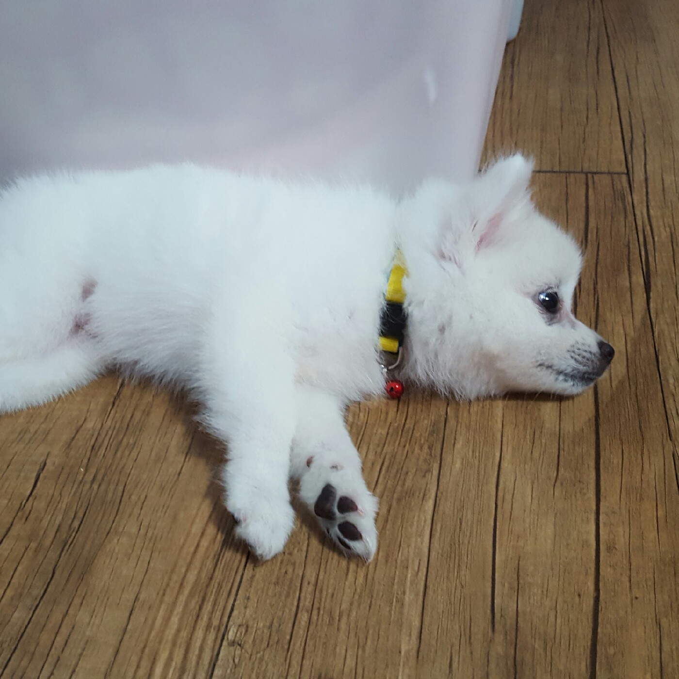 스피츠솜이 프로필