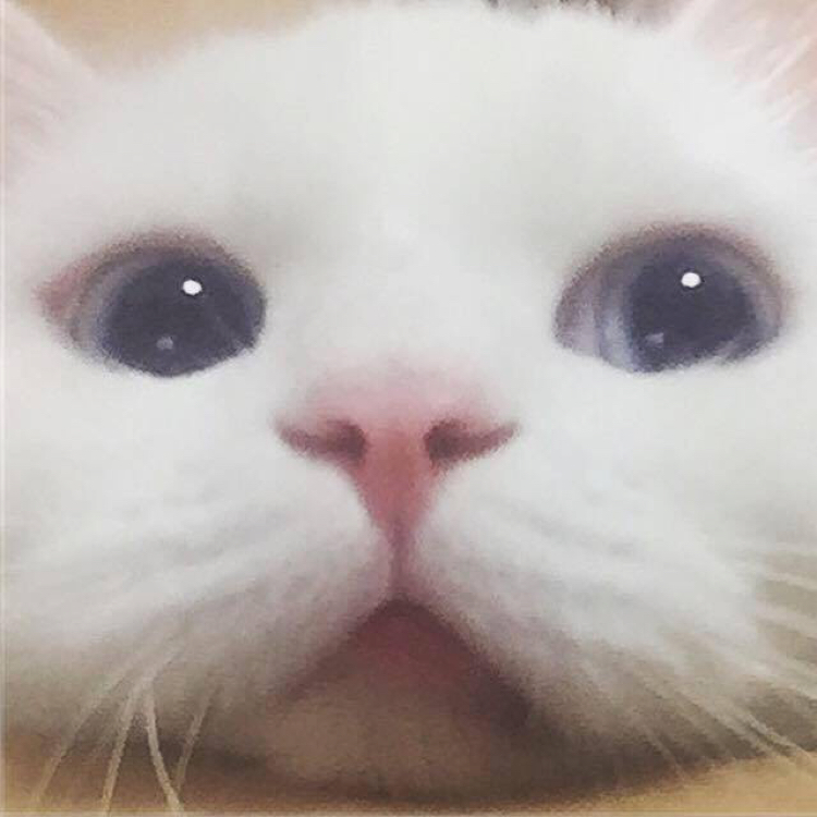 붘극곰 프로필